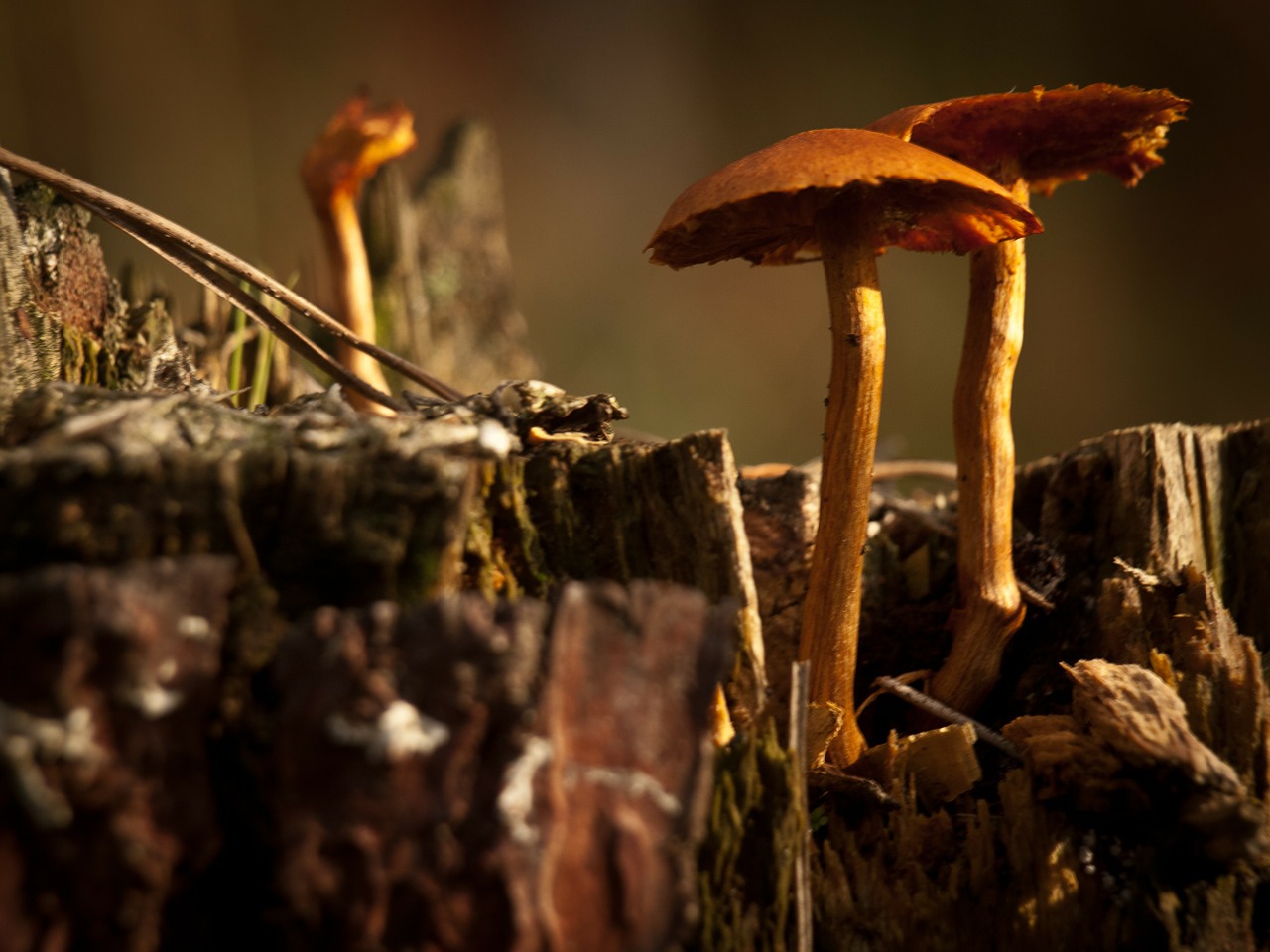 mushrooms nature fungus free photo