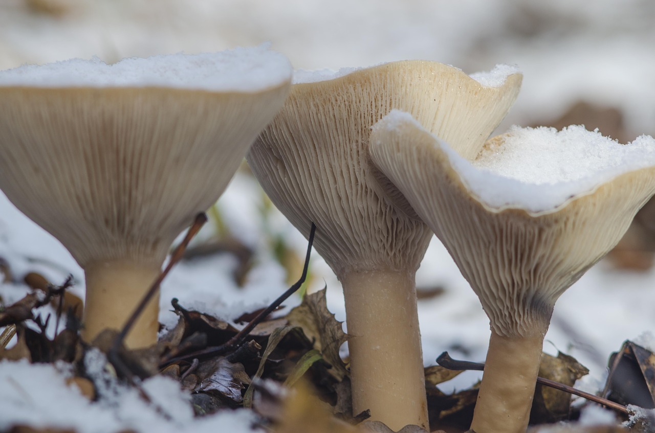 mushrooms snow three free photo