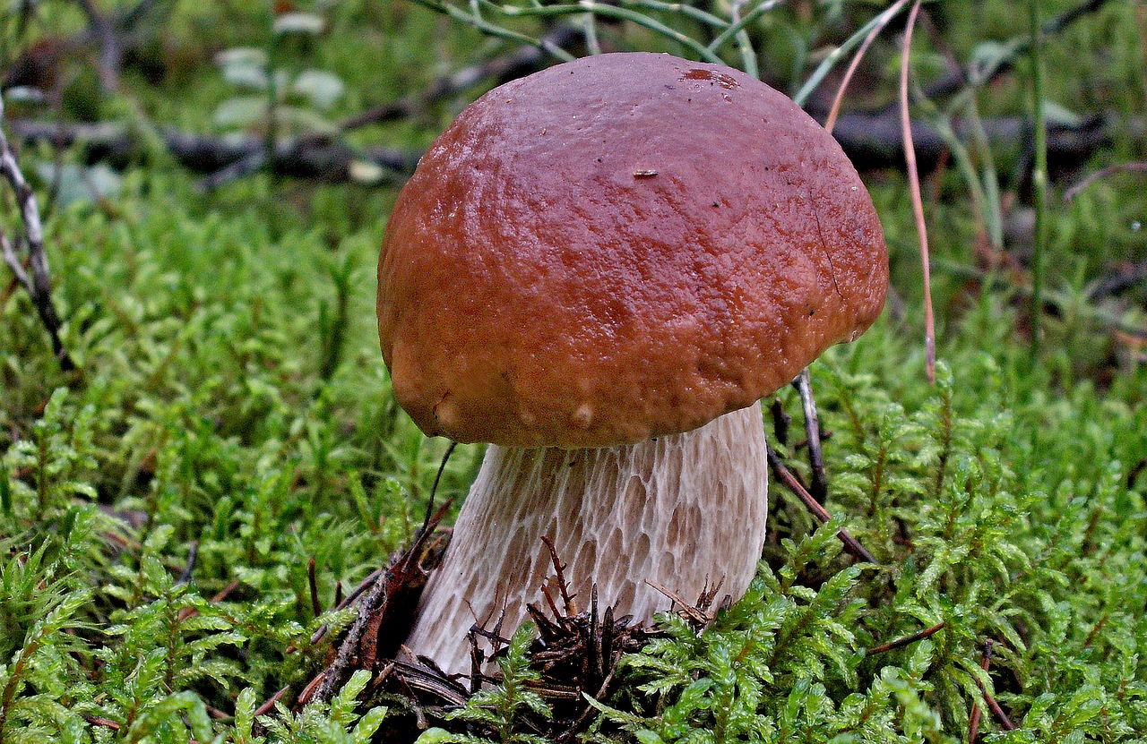 mushrooms mushroom nature free photo