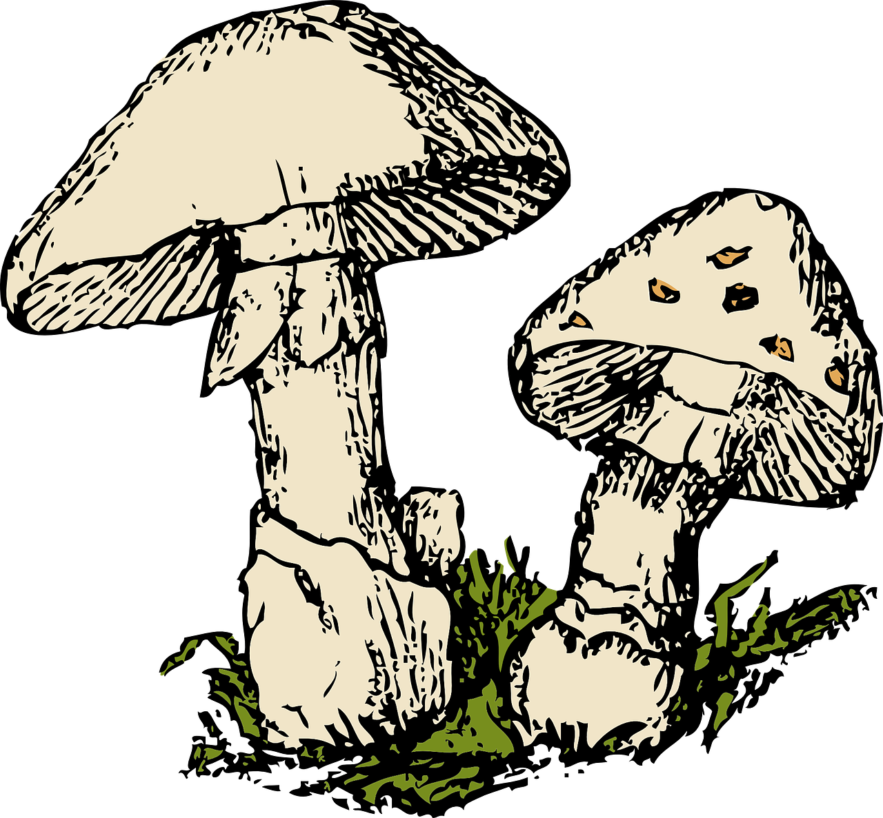 mushrooms two beige free photo