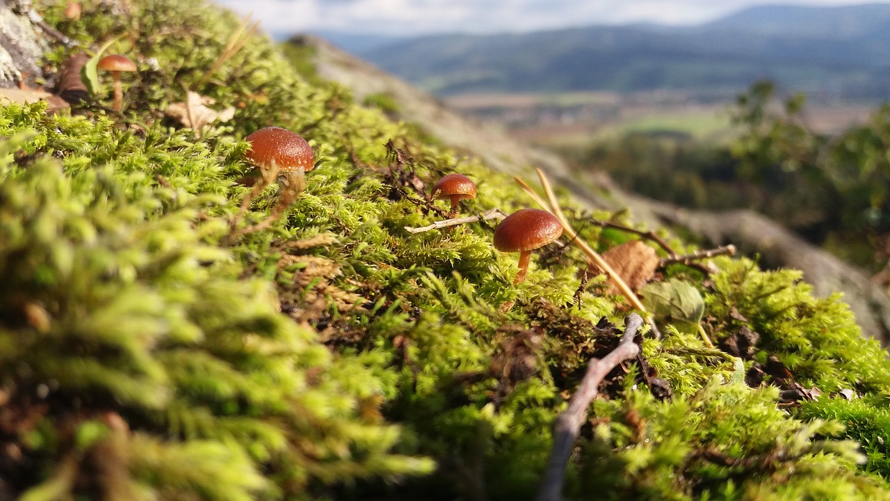 mushrooms moss nature free photo