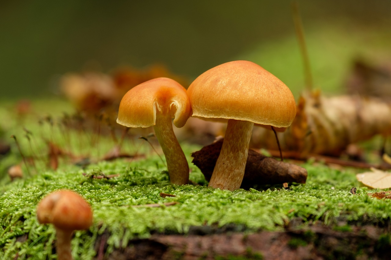 mushrooms mushroom amanita free photo