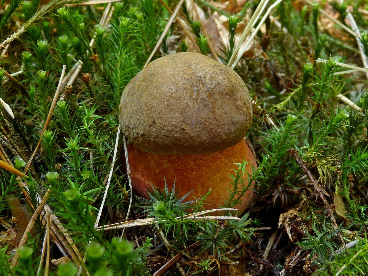 mushrooms nature mushroom free photo