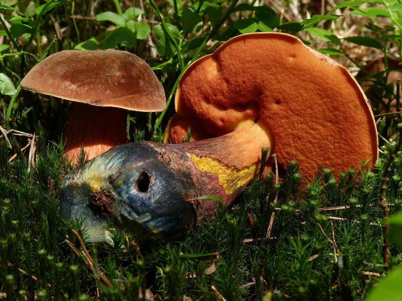 mushrooms nature mushroom free photo