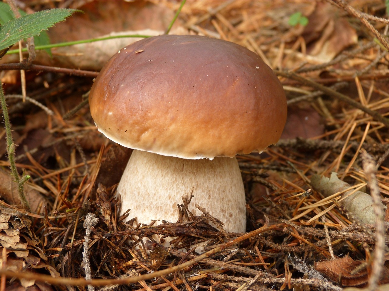 mushrooms mushroom boletus free photo