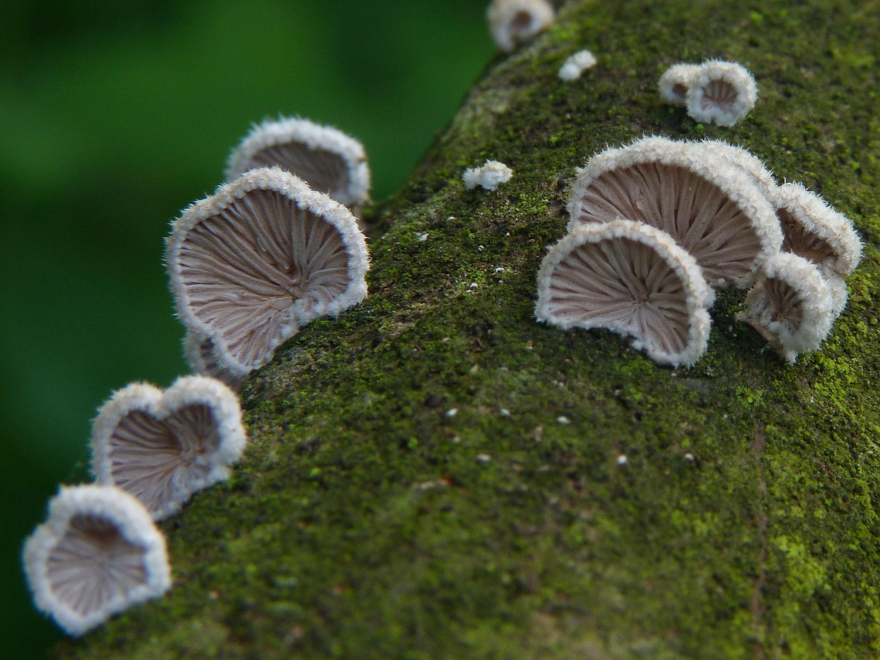 mushrooms mushroom nature free photo