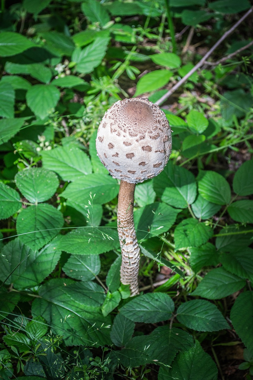 mushrooms nature parasol mushroom free photo