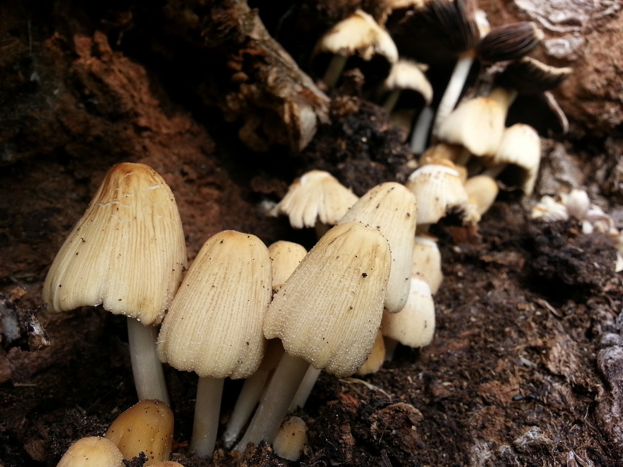 mushrooms nature mushroom free photo