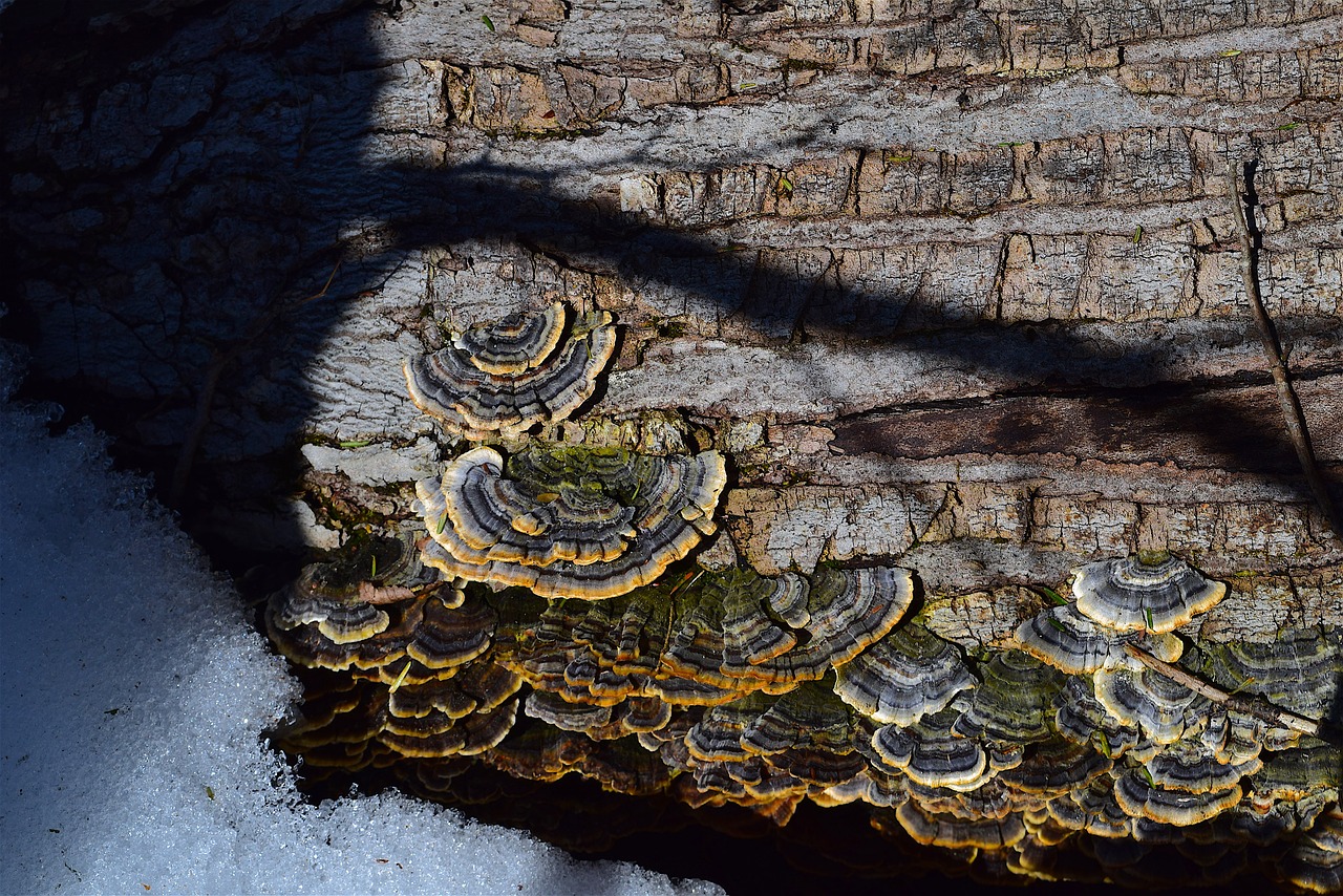 mushrooms winter snow free photo