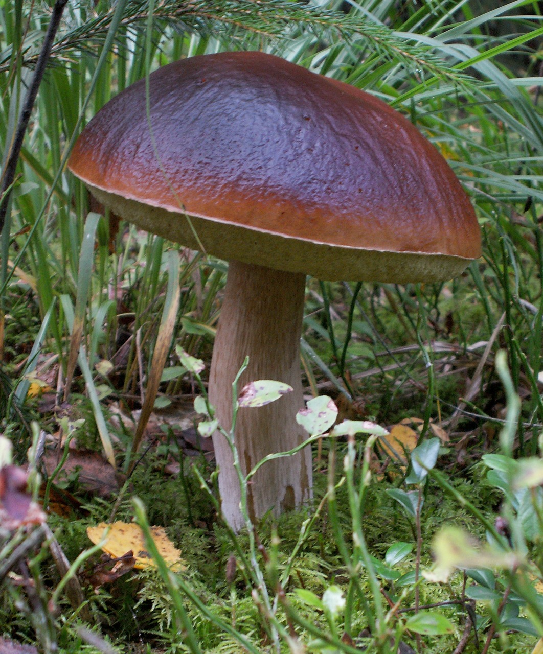 mushrooms  mushroom  boletus free photo