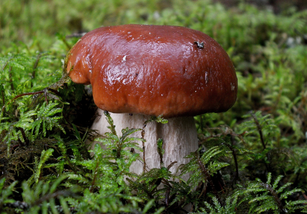 mushrooms  mushroom  autumn free photo