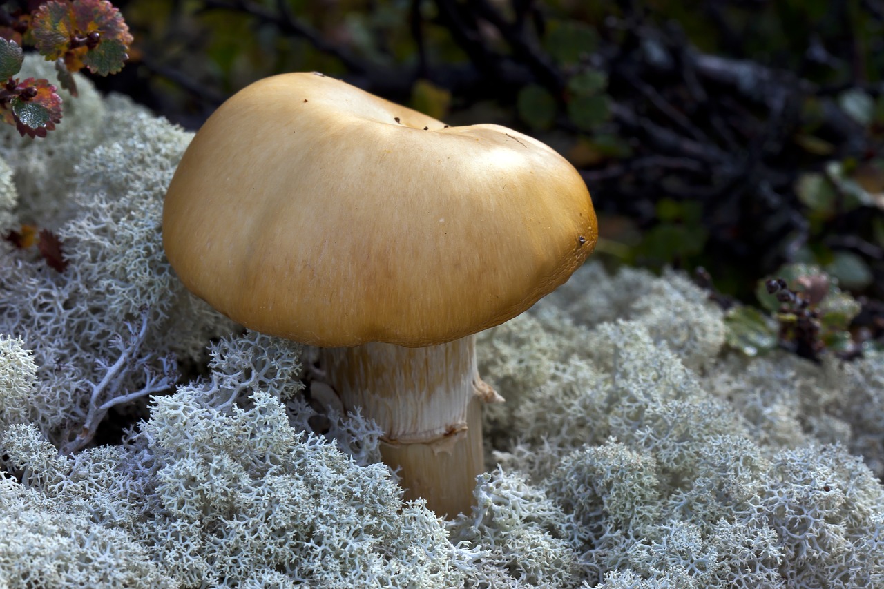 mushrooms  lichen free pictures free photo