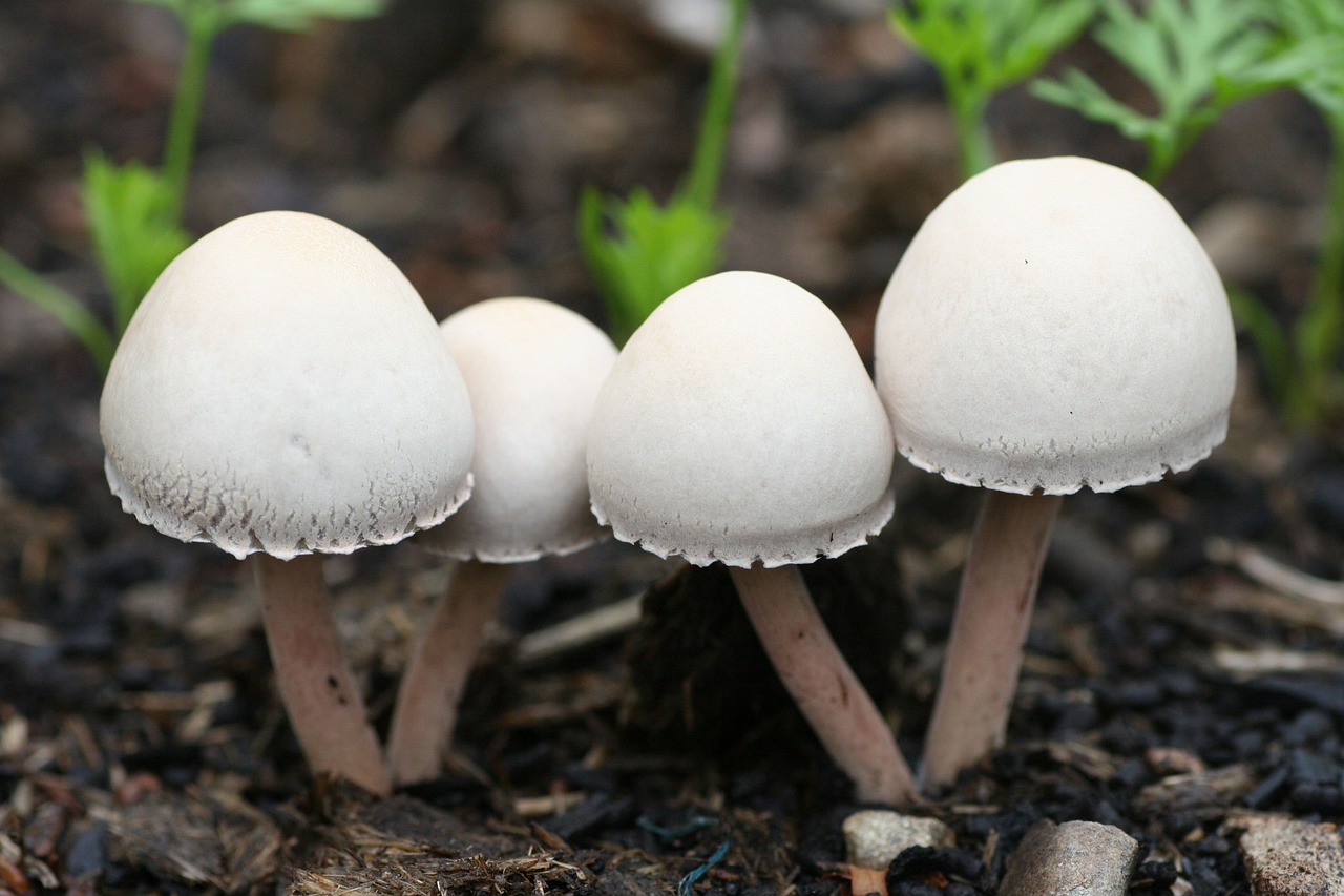 mushrooms  garden  salads free photo