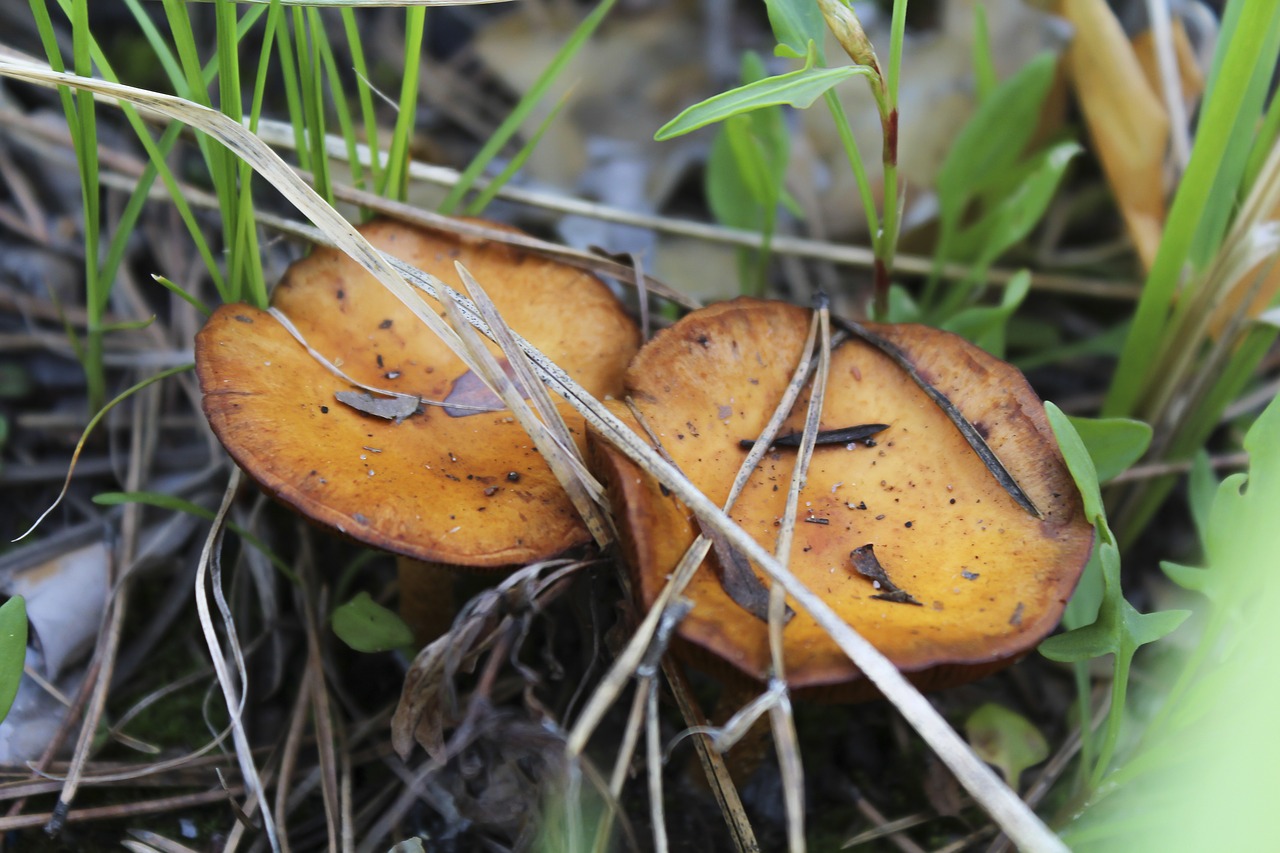 mushrooms  plants  forest free photo