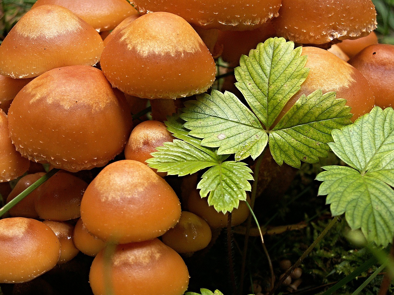 mushrooms macro jahodiní free photo