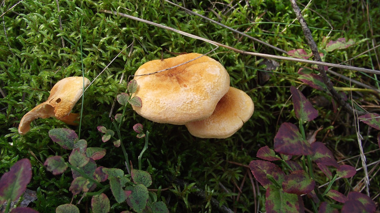 mushrooms  green  forrest free photo