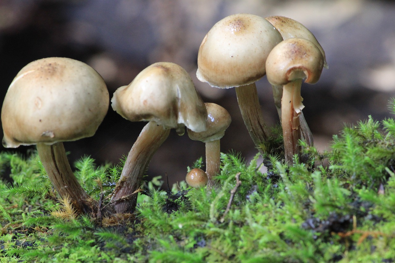 mushrooms  forest floor  fungus free photo