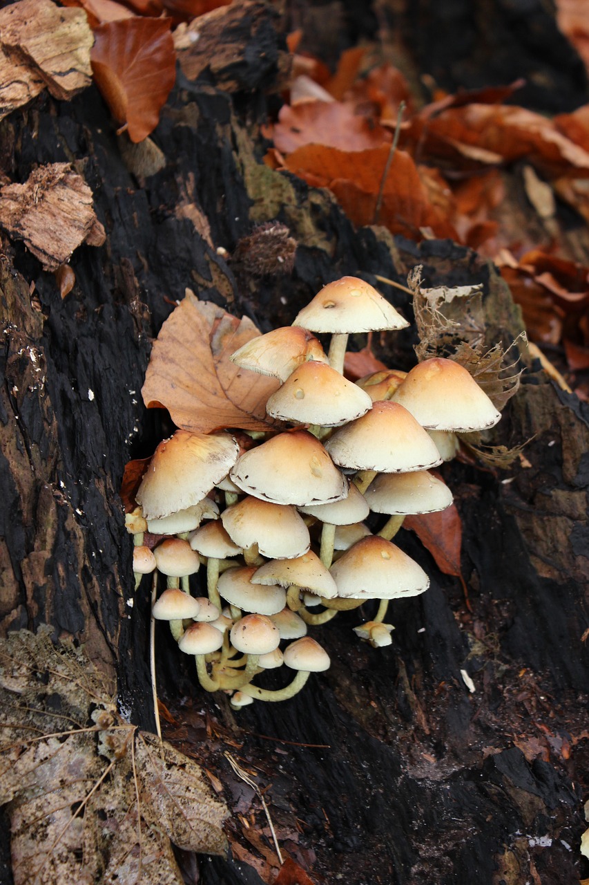 mushrooms  forest  autumn free photo