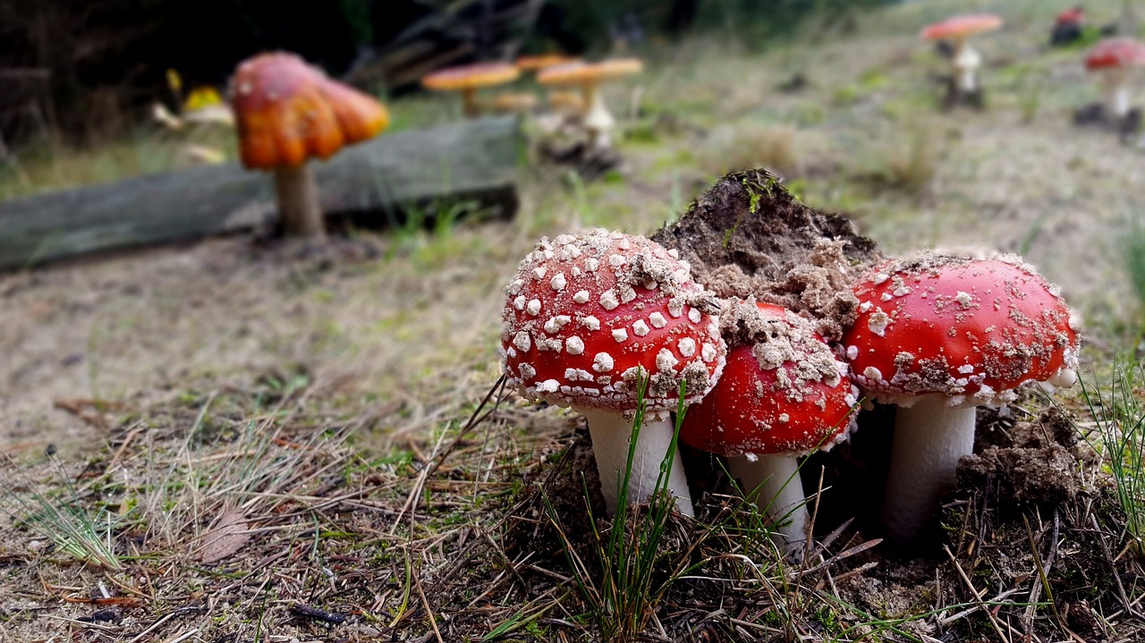 mushrooms  toadstools  amanita free photo