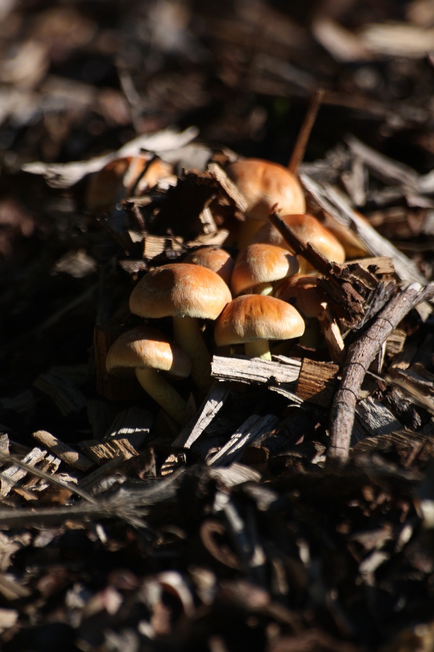 mushrooms woodland fungi free photo
