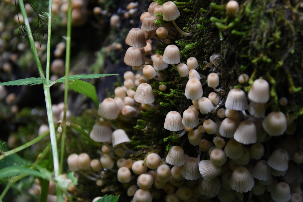 mushrooms  nature  forest free photo