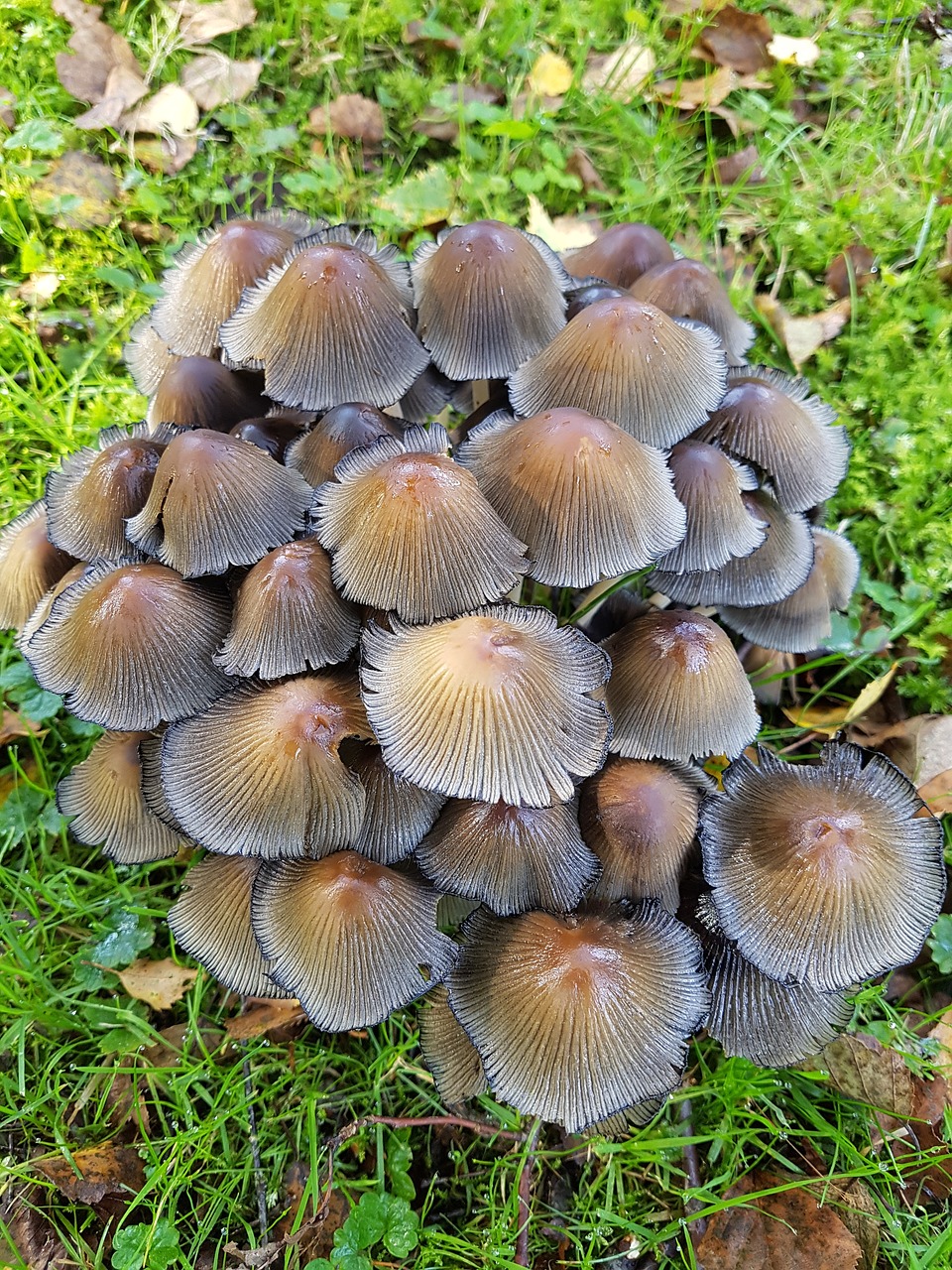 mushrooms  meadow  group free photo