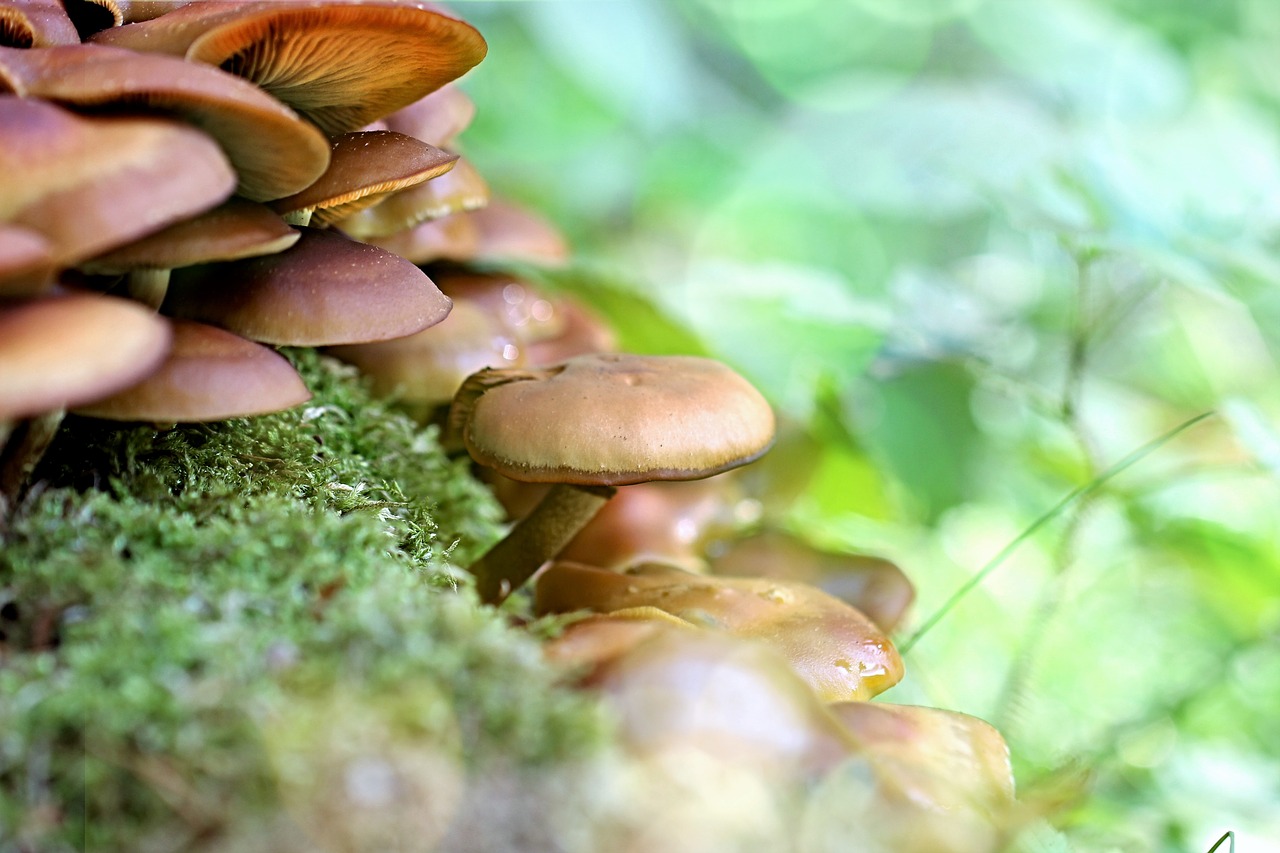 mushrooms  forest  tree free photo