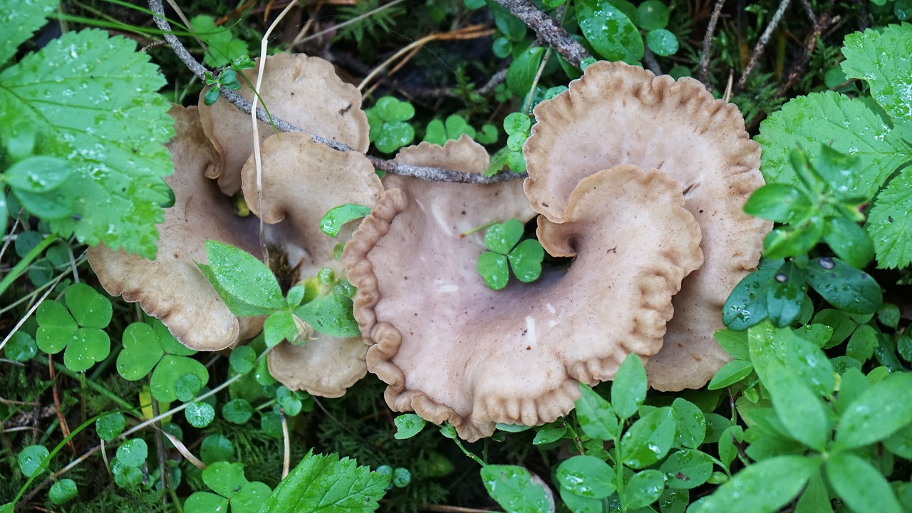 mushrooms  greens  forest free photo