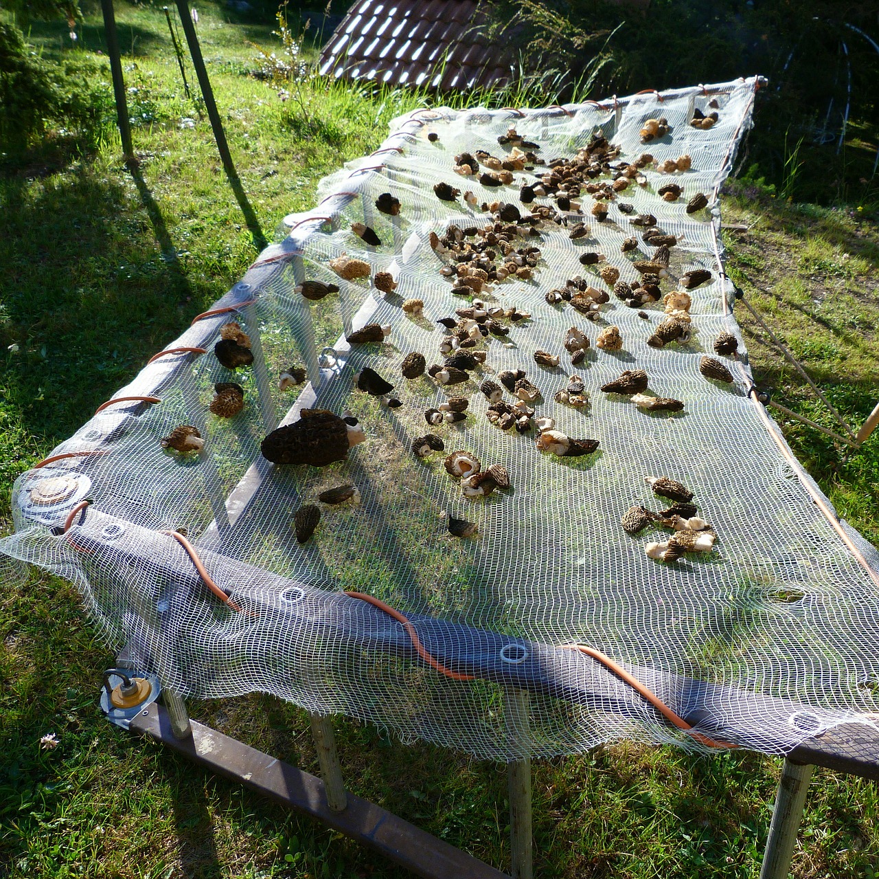 mushrooms morels drying free photo