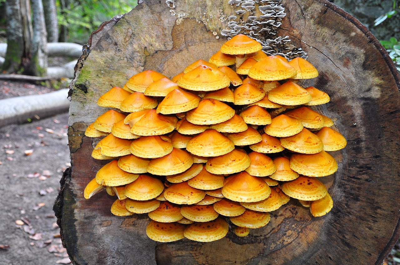 mushrooms  nature  tree free photo