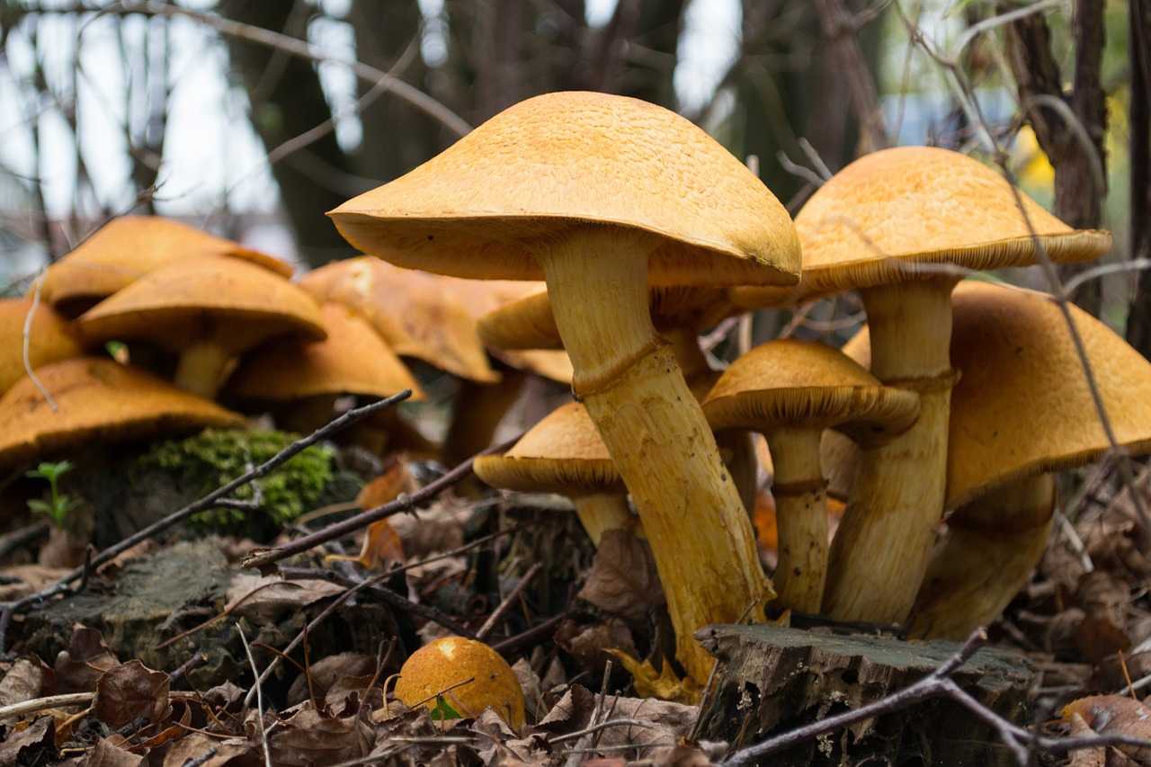 mushrooms mushroom autumn free photo