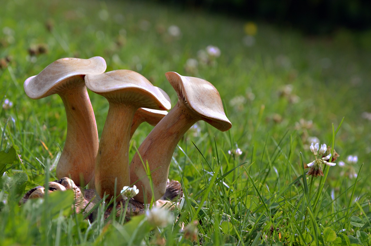 mushrooms  wood  figure free photo
