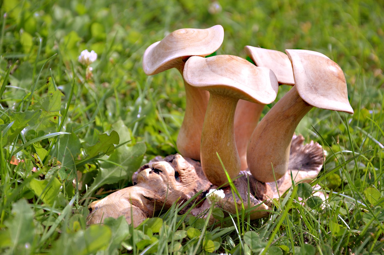 mushrooms  wood  figure free photo