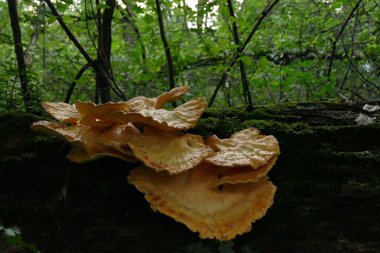 mushrooms  forest  nature free photo