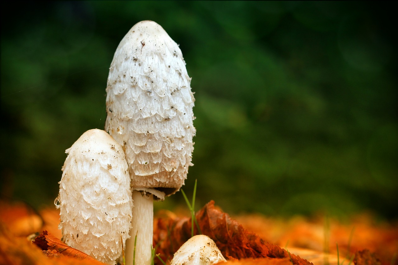 mushrooms  autumn  leaves free photo