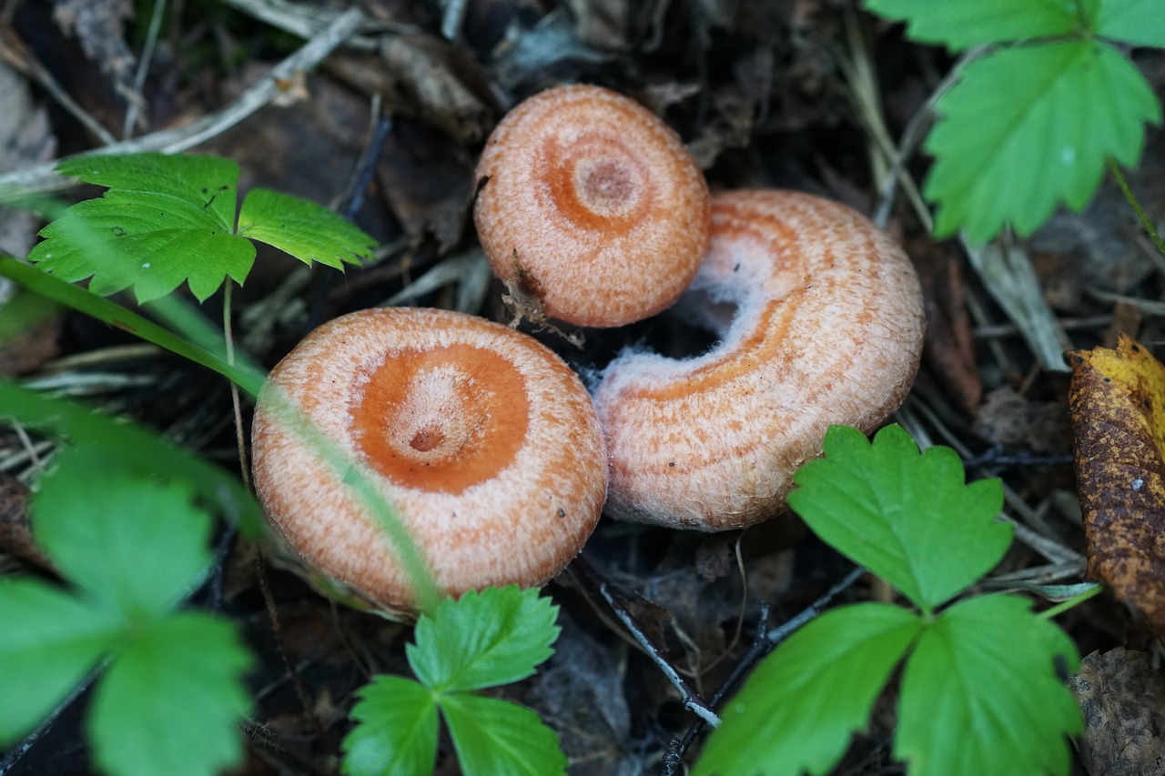 mushrooms  forest  summer free photo