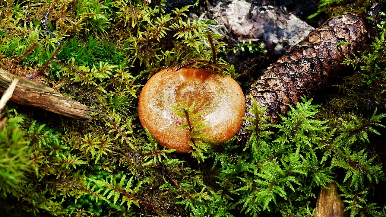 mushrooms  forest  nature free photo