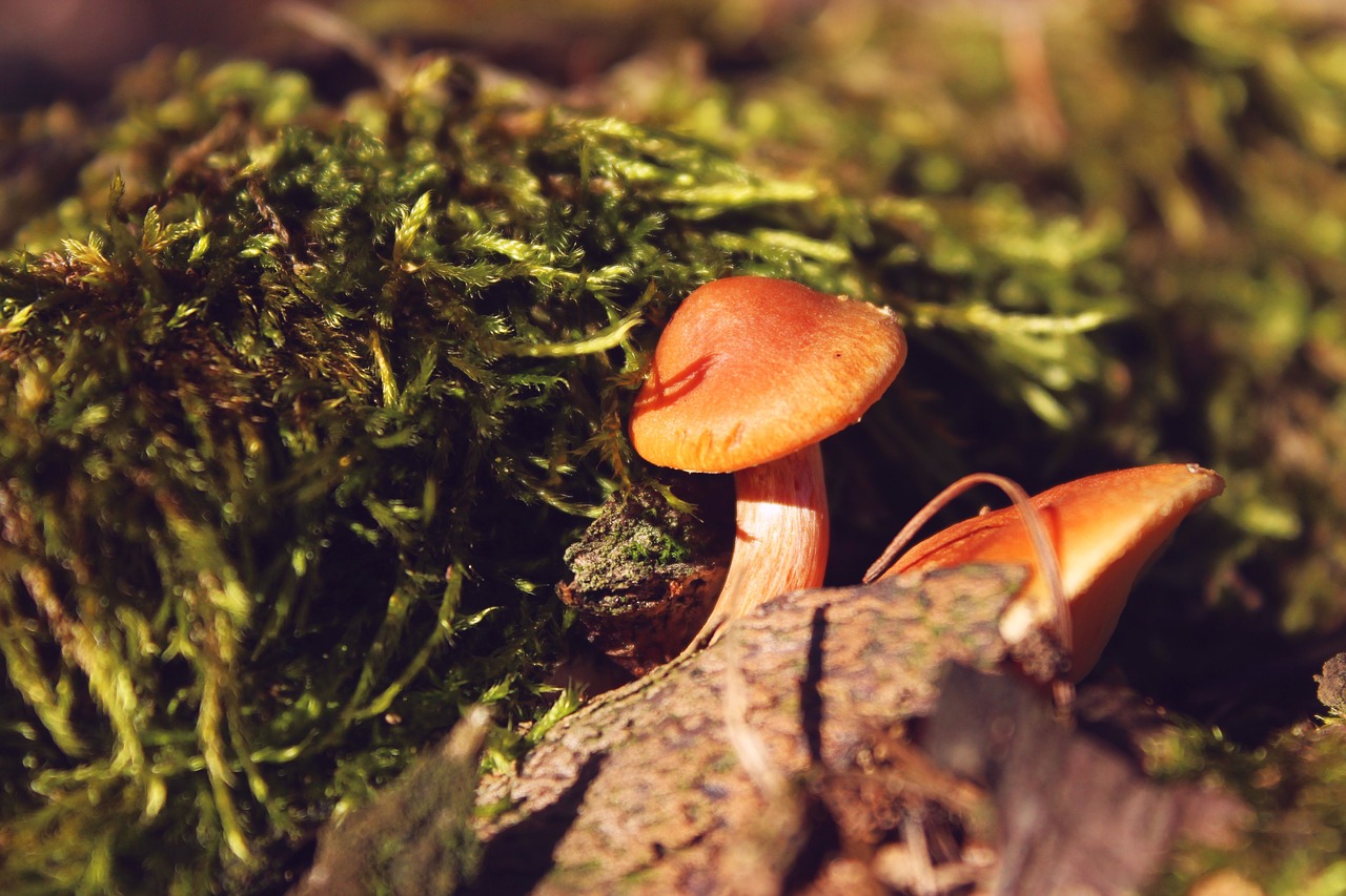 mushrooms  fairy tales  forest free photo
