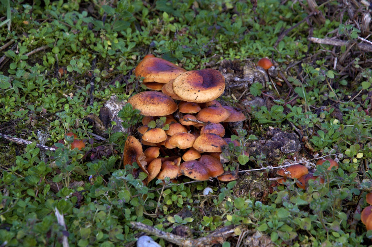 mushrooms  nature  campaign free photo