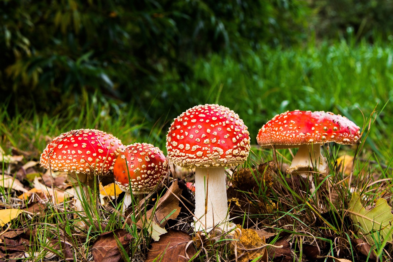 mushrooms  fly agaric  poison free photo