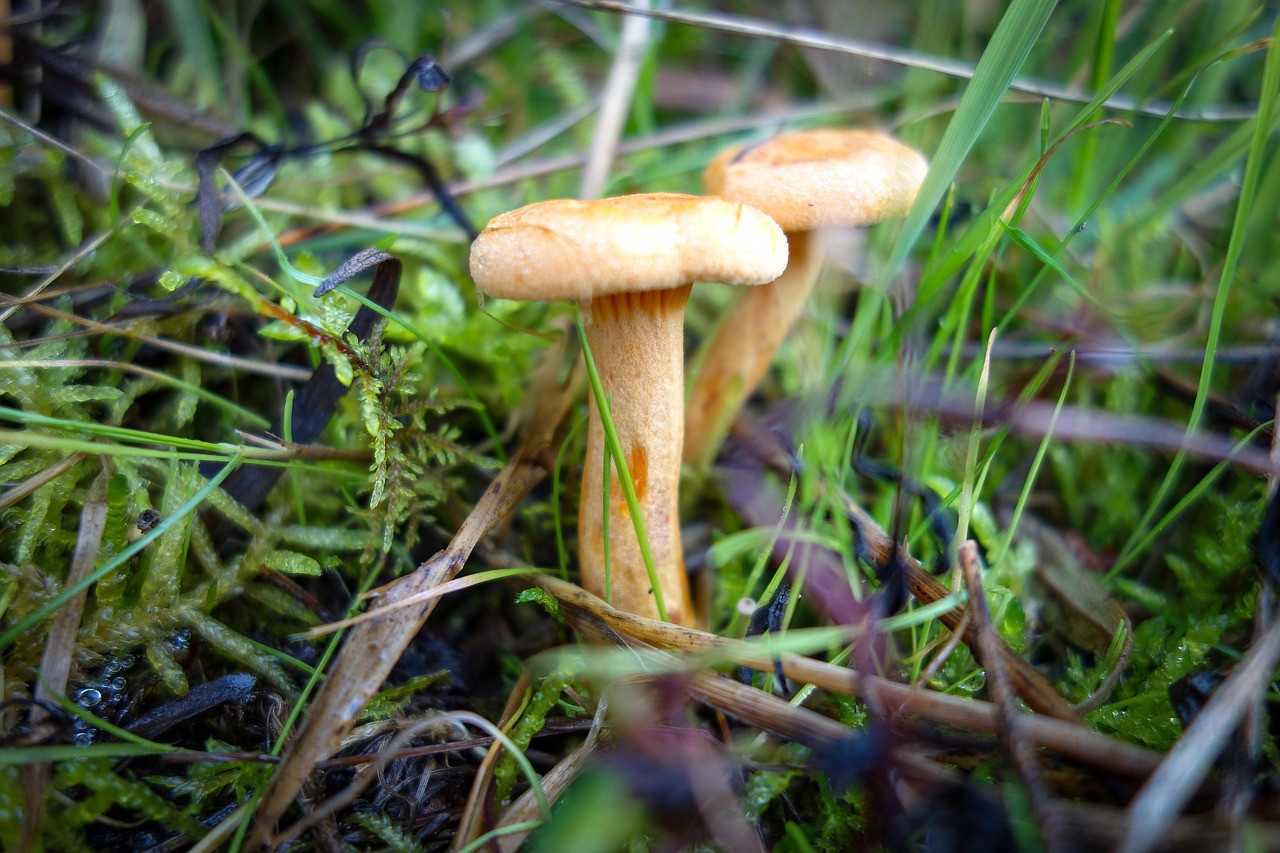 mushrooms  mushroom  yellow mushrooms free photo