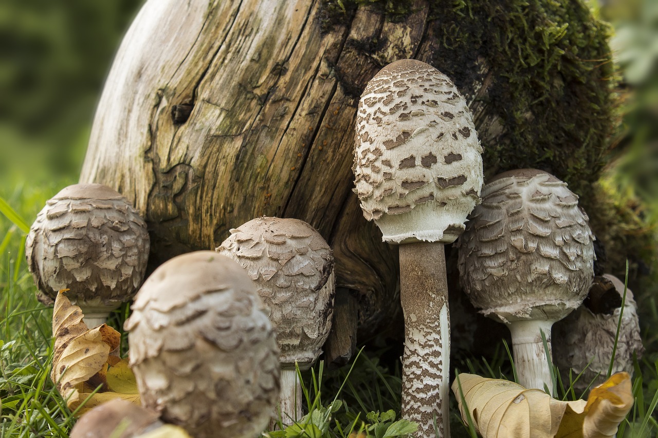 mushrooms  boletes  autumn free photo