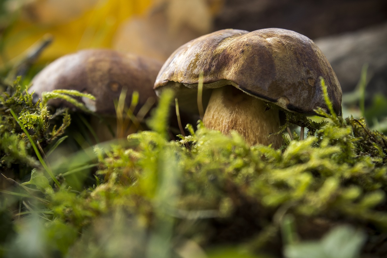 mushrooms  chestnut röhling  autumn free photo