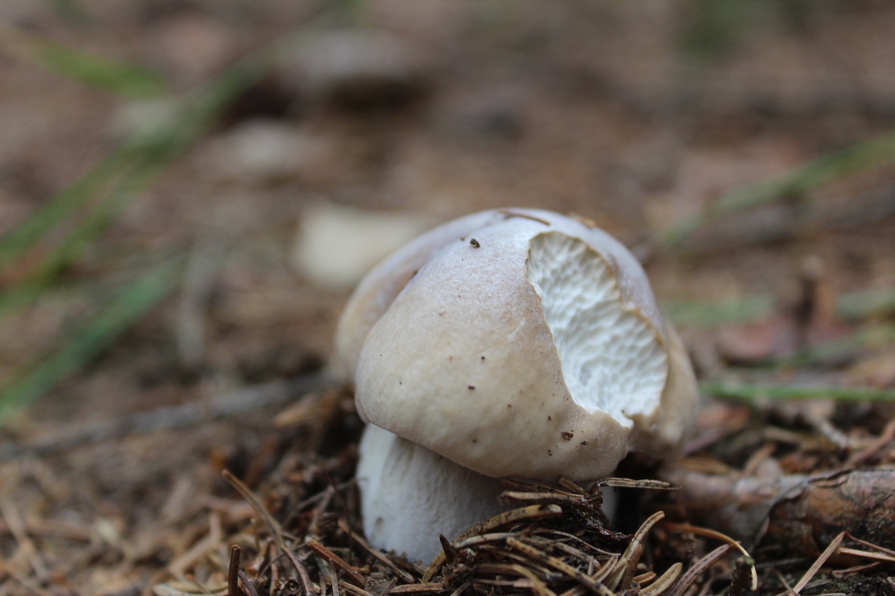 mushrooms  příoda  macro free photo