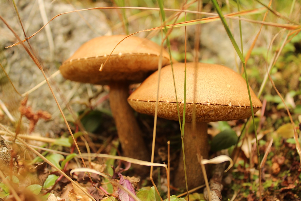 mushrooms  nature  forest free photo