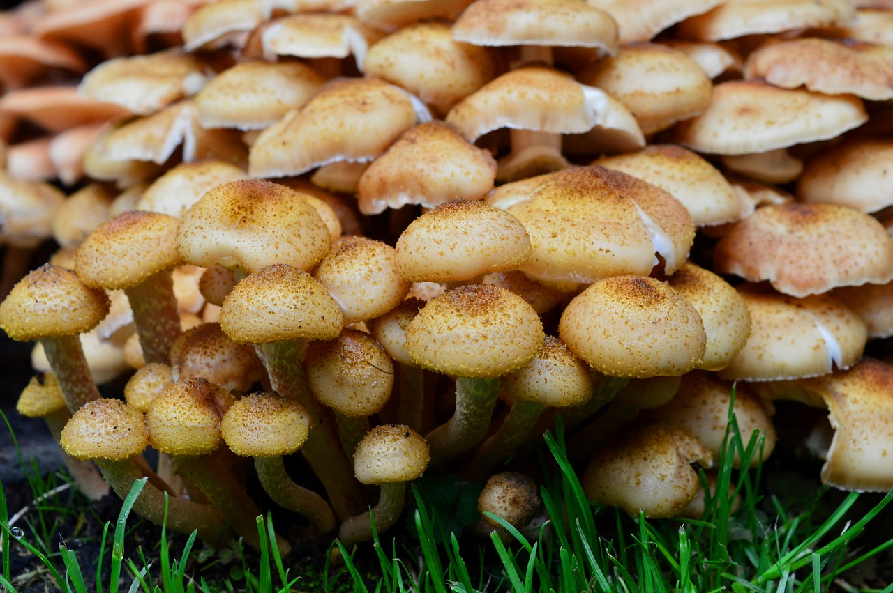 mushrooms  plant  grass free photo