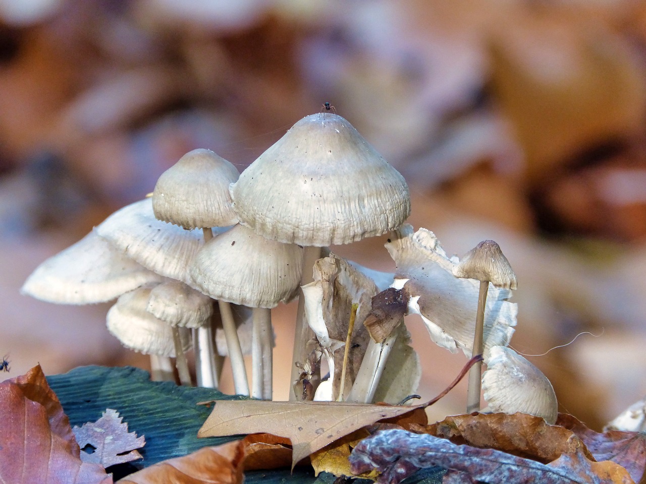 mushrooms  spider  forest free photo