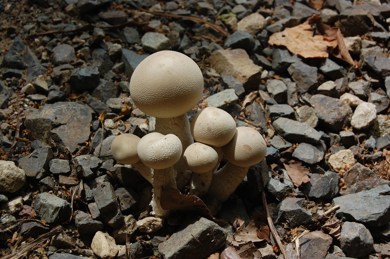 mushrooms  forest  mushroom free photo