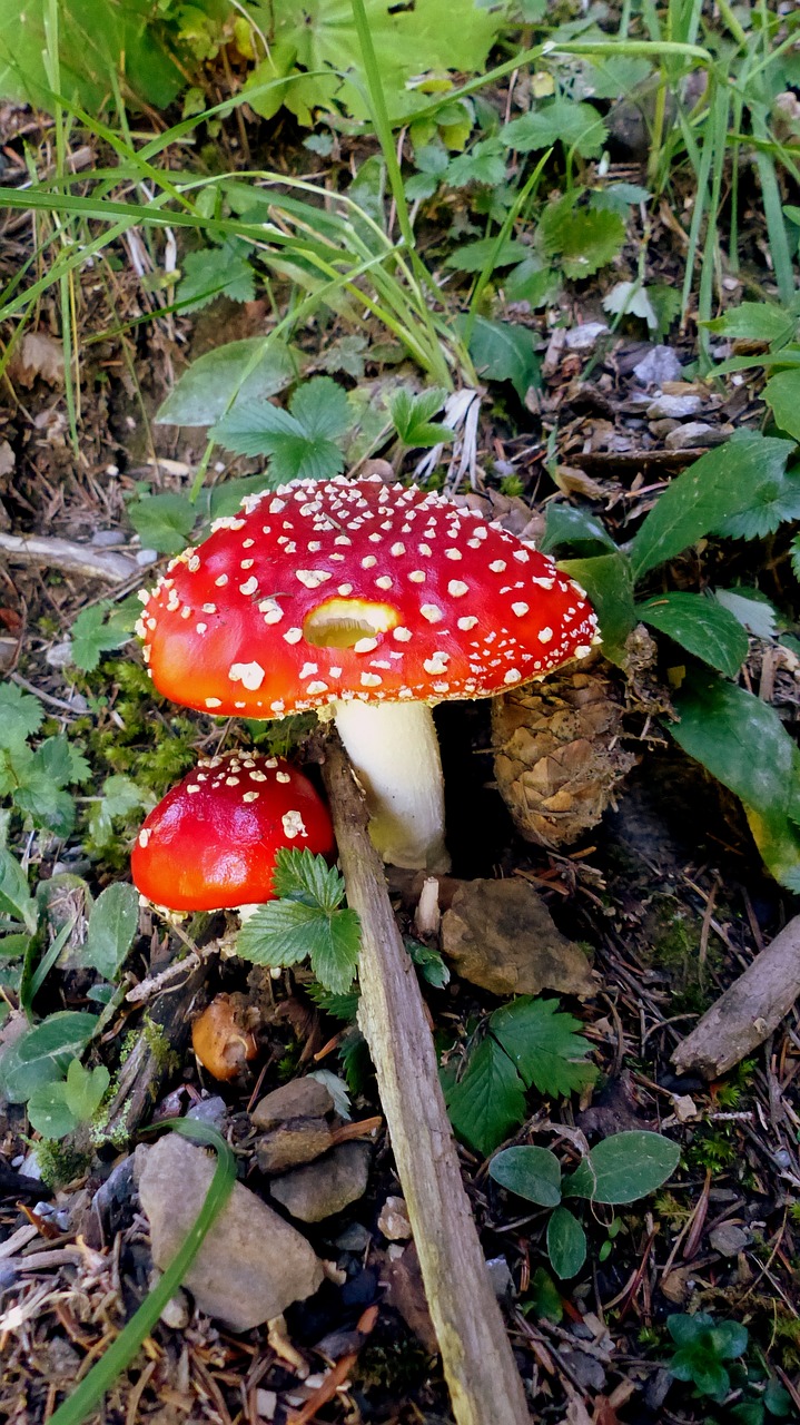 mushrooms  nature  autumn free photo