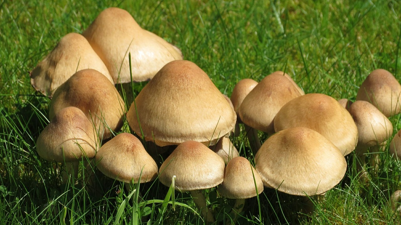 mushrooms meadow nature free photo